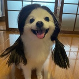 苟着摸鱼
