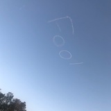 Quokka