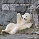 搬砖的北极熊