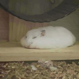 ZZZZ