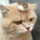 鱼骨辫子爱吃鱼