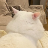 一只土