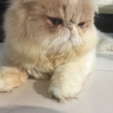 茜茜