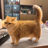 阿奎纳