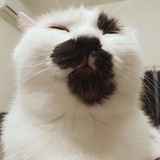 同话