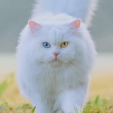 天爱爱爱爱
