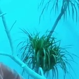 变得更加厉害