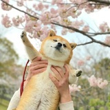 路小佳