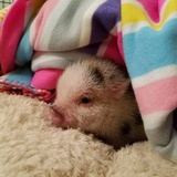 狐狸