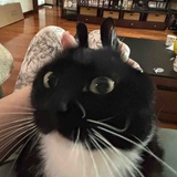 肥兔子。