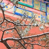 碳酸饮料