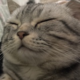 猫屁眼子都可爱