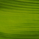 大树