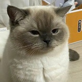 🍋哥