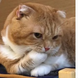 momomo