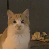 溯鲲𓆡𓆝𓆟𓆜𓆞