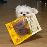南部小马