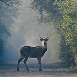 ravi