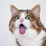 我怕猪别过来
