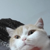 下辈子做🐱