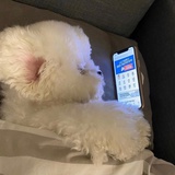 迪士尼在逃小熊