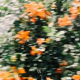 _Crescendo__