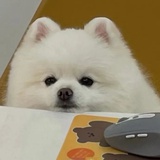 汪汪汪