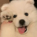 不知道叫什么