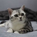 niko