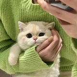 菲比的墨绿森林