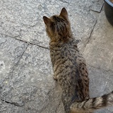 小猫不会大笑