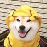 狗子开心点
