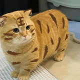 biggerpanda