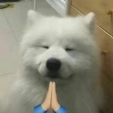 粉毛皮卡丘