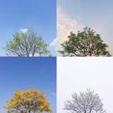 胡兮菲