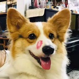 KushkushBinko
