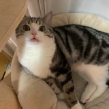 🍑🍑🍑你有猫吗