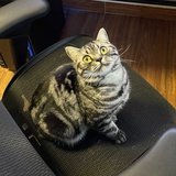 锅