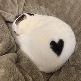 甜^ - ^tian