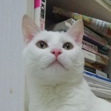 鲸鱼小兔