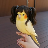 双马尾鹦鹉