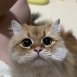 波莉