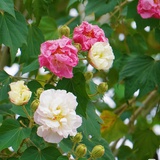 比海绵宝宝还野