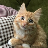 小裁缝
