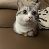 西部菱班响尾蛇