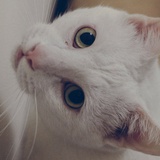 阿盧阿青