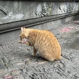 废话文学家
