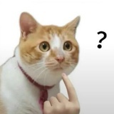 我看到一只猪