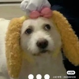 饼饼