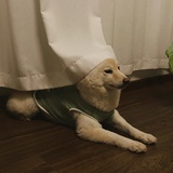 小雪溶